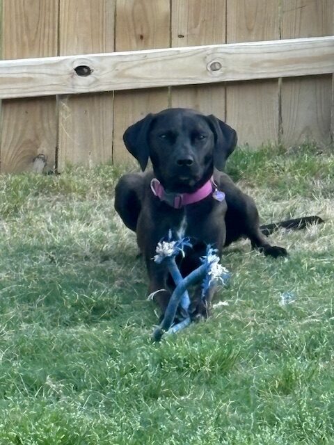 Lucy the dog — We Buy NWA office companion in Bentonville AR