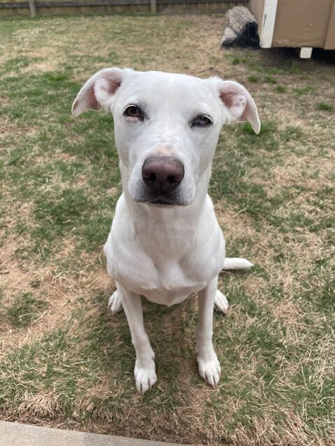 Thelma the dog — We Buy NWA office companion in Bentonville AR
